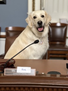 Nox, Cassandra's dog, at the House Rules Committee, serving as honorary Chairwoman of the Committee for the Dogs.